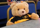 16. Well behaved bear, looking for a good home
